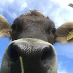 菲尔霍夫林纳盖特农家乐 农家乐 茵特斯托德