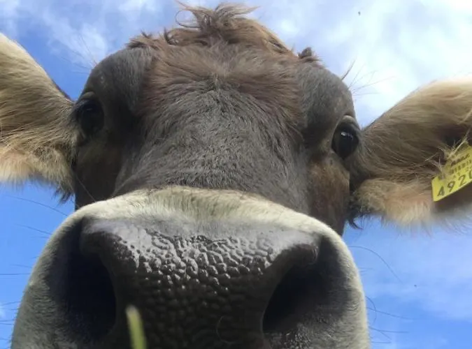 Rinnergut Feriegård Hinterstoder